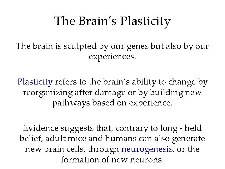 The Brain’s Plasticity The brain is sculpted by our genes but also by our
