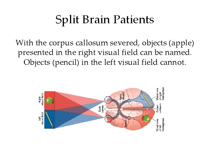 Split Brain Patients With the corpus callosum severed, objects (apple) presented in the right