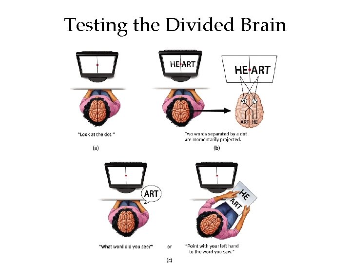 Testing the Divided Brain 