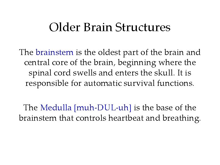 Older Brain Structures The brainstem is the oldest part of the brain and central