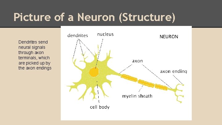 Picture of a Neuron (Structure) Dendrites send neural signals through axon terminals, which are