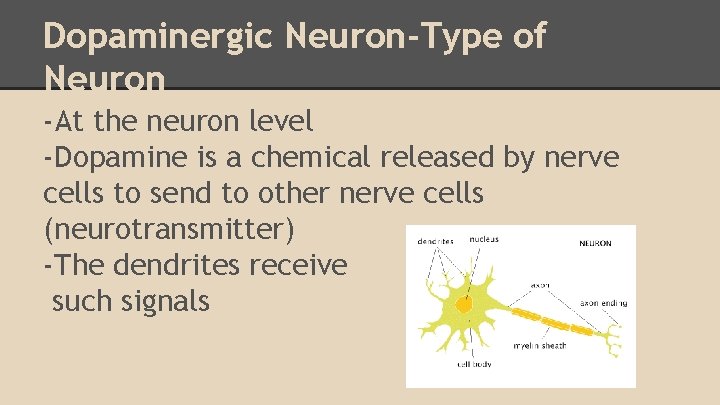 Dopaminergic Neuron-Type of Neuron -At the neuron level -Dopamine is a chemical released by