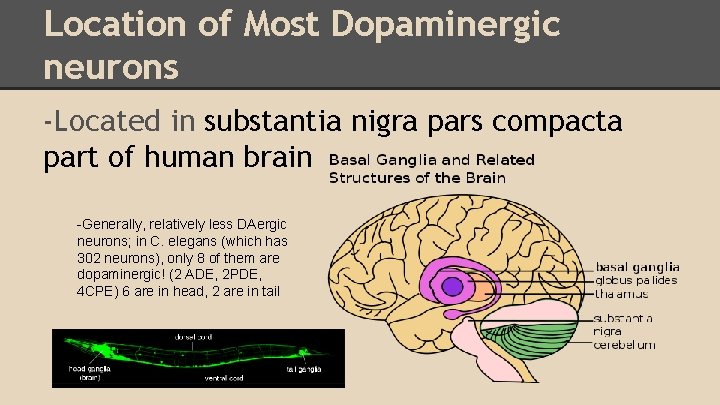 Location of Most Dopaminergic neurons -Located in substantia nigra pars compacta part of human