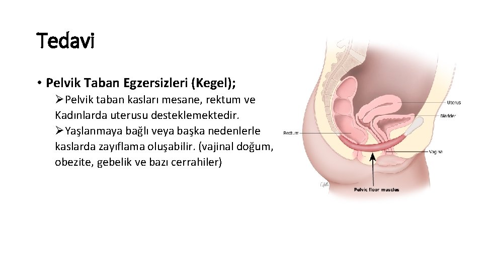 Tedavi • Pelvik Taban Egzersizleri (Kegel); ØPelvik taban kasları mesane, rektum ve Kadınlarda uterusu