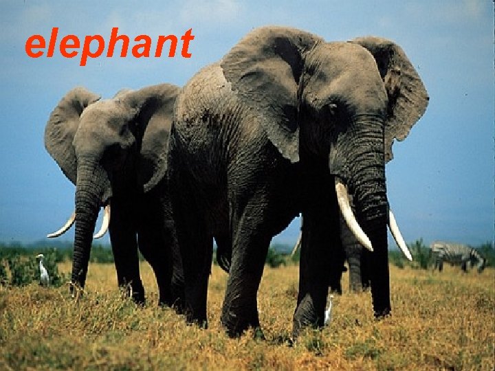 elephant 