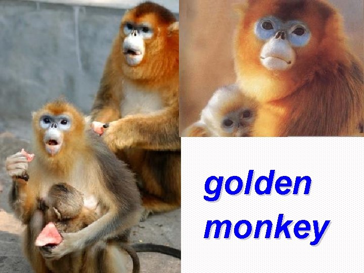 golden monkey 