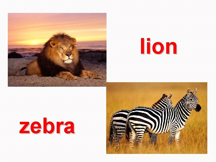 lion zebra 