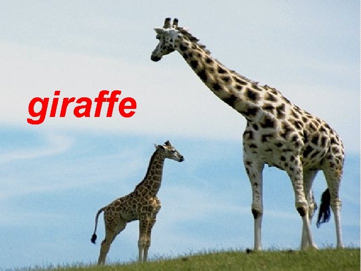 giraffe 