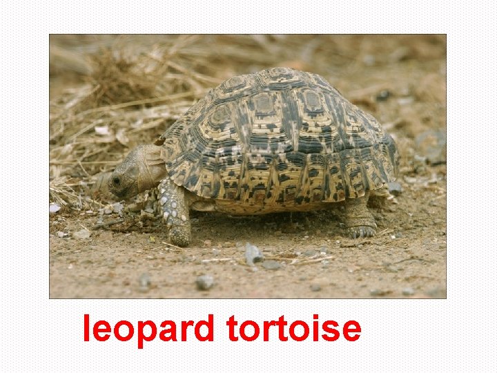 leopard tortoise 