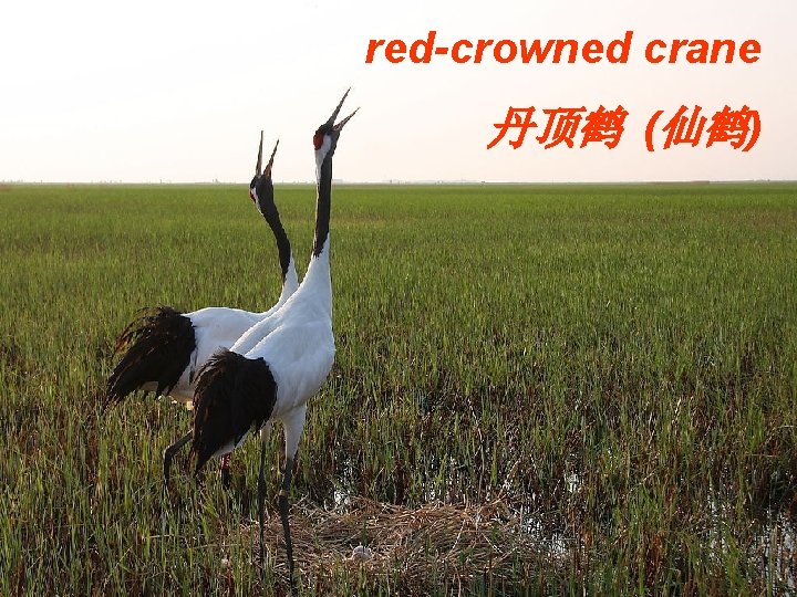 red-crowned crane 丹顶鹤 (仙鹤) 