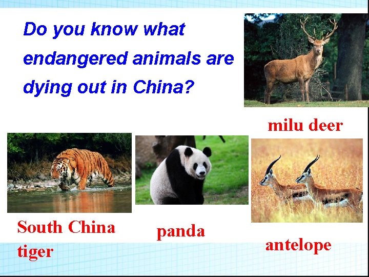 Do you know what endangered animals are dying out in China? milu deer South