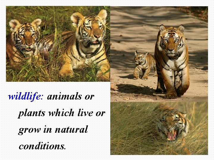wild animal wildlife: animals or plants which live or grow in natural conditions. 