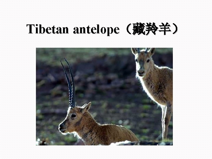 Tibetan antelope（藏羚羊） 