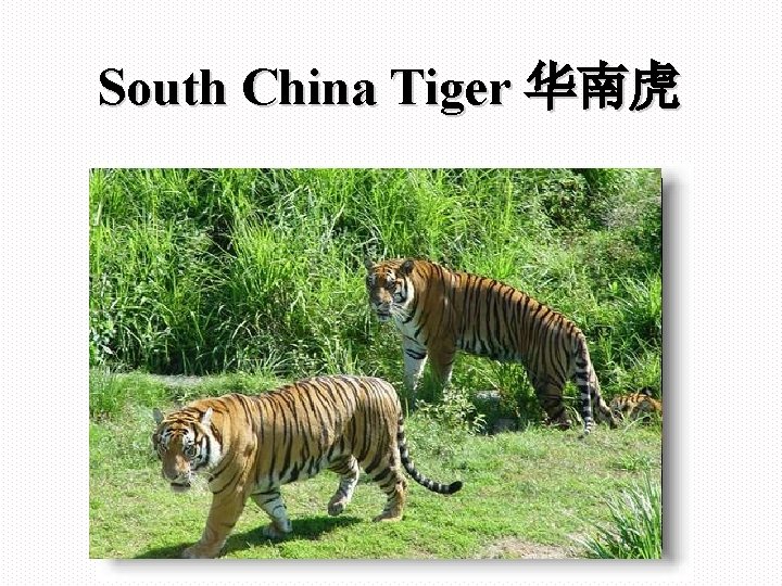 South China Tiger 华南虎 