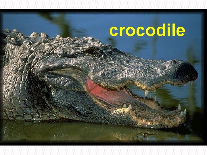 crocodile 