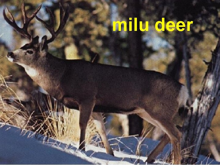 milu deer 