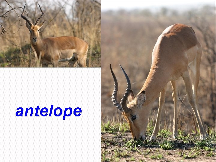 antelope 