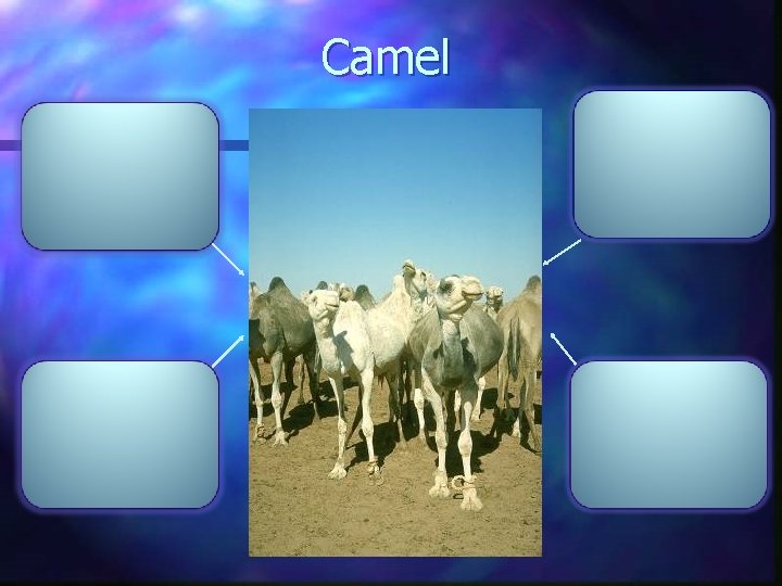 Camel 