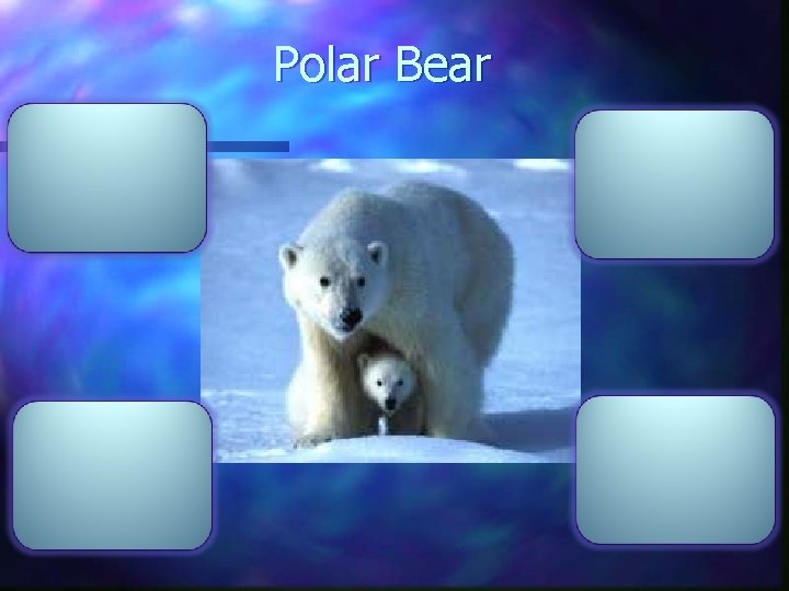 Polar Bear 