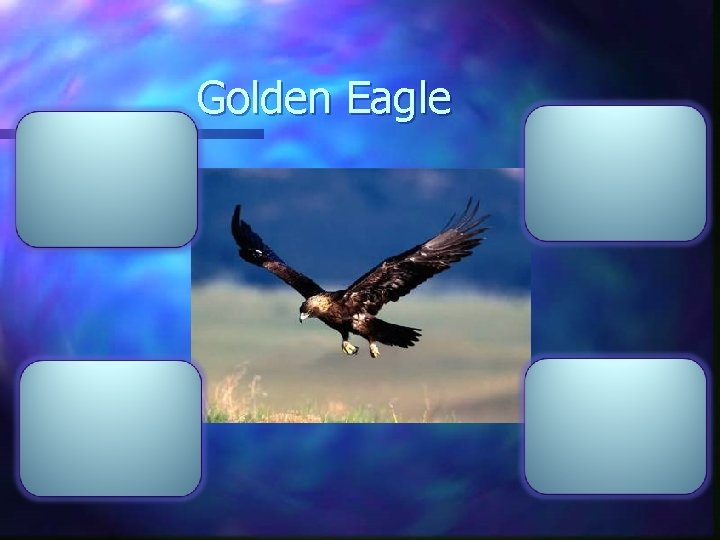 Golden Eagle 