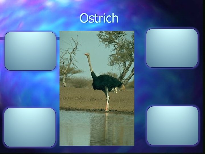 Ostrich 