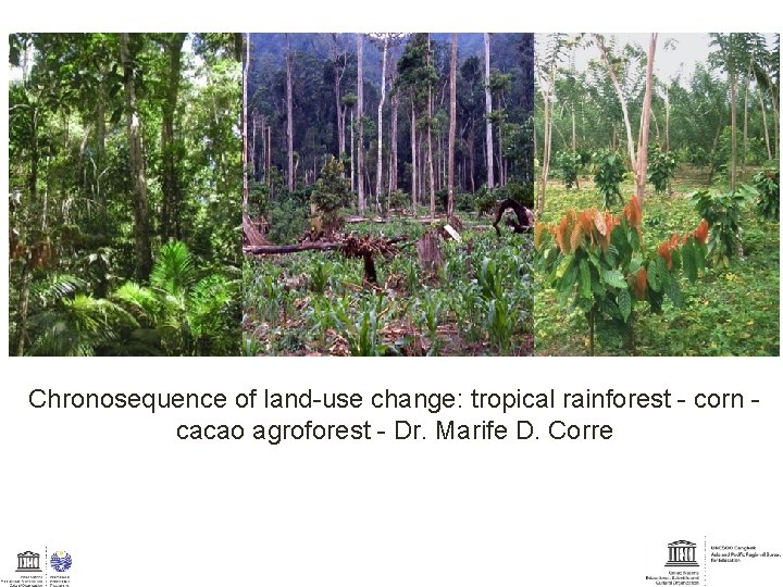 Chronosequence of land-use change: tropical rainforest - corn cacao agroforest - Dr. Marife D.