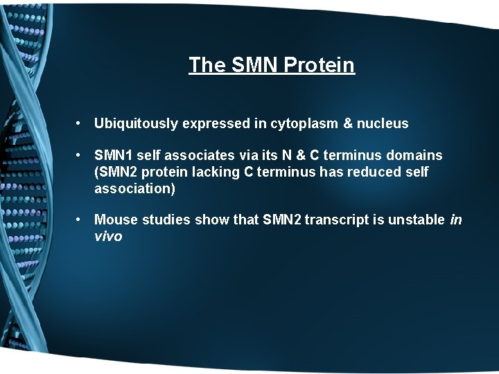 The SMN Protein • Ubiquitously expressed in cytoplasm & nucleus • SMN 1 self