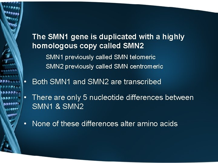 The SMN 1 gene is duplicated with a highly homologous copy called SMN 2