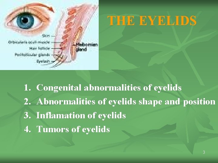 THE EYELIDS 1. 2. 3. 4. Congenital abnormalities of eyelids Abnormalities of eyelids shape THE EYELIDS 1. 2. 3. 4. Congenital abnormalities of eyelids Abnormalities of eyelids shape