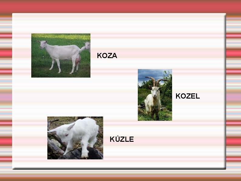 KOZA KOZEL KŮZLE 