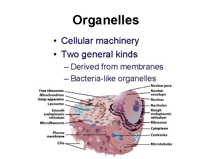 Organelles • Cellular machinery • Two general kinds – Derived from membranes – Bacteria-like