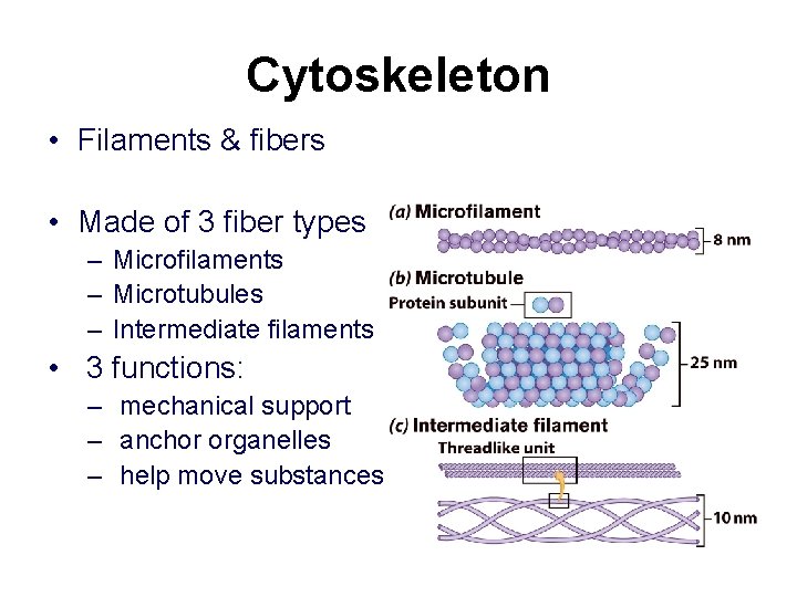 Cytoskeleton • Filaments & fibers • Made of 3 fiber types – Microfilaments –