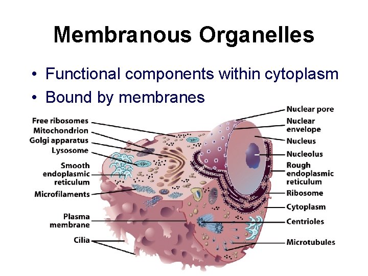 Membranous Organelles • Functional components within cytoplasm • Bound by membranes 