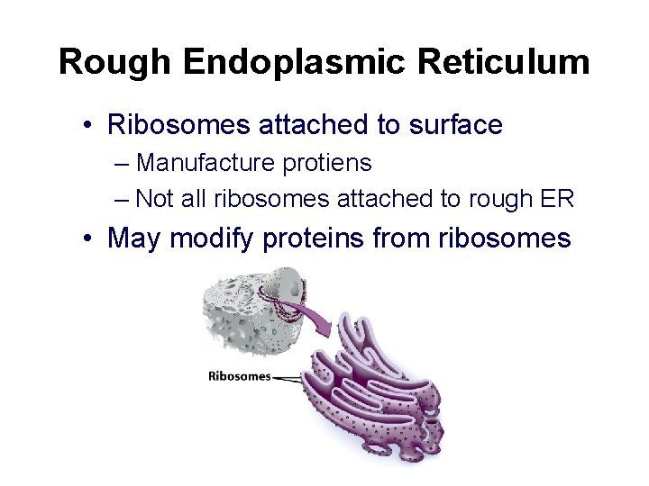 Rough Endoplasmic Reticulum • Ribosomes attached to surface – Manufacture protiens – Not all
