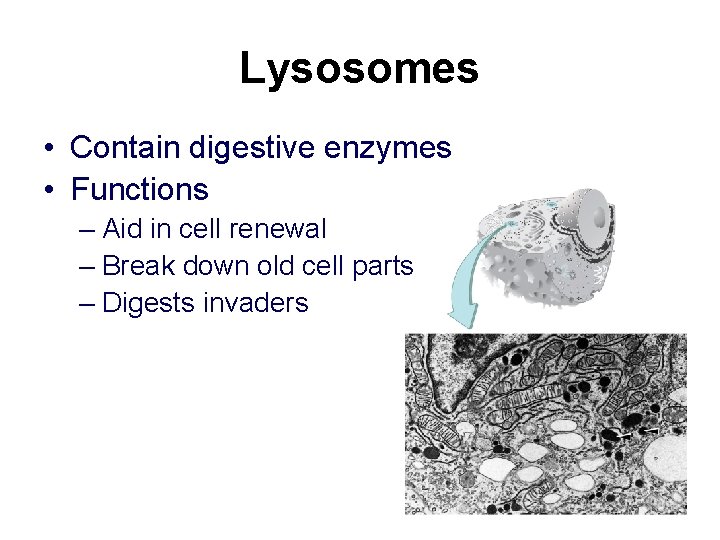 Lysosomes • Contain digestive enzymes • Functions – Aid in cell renewal – Break