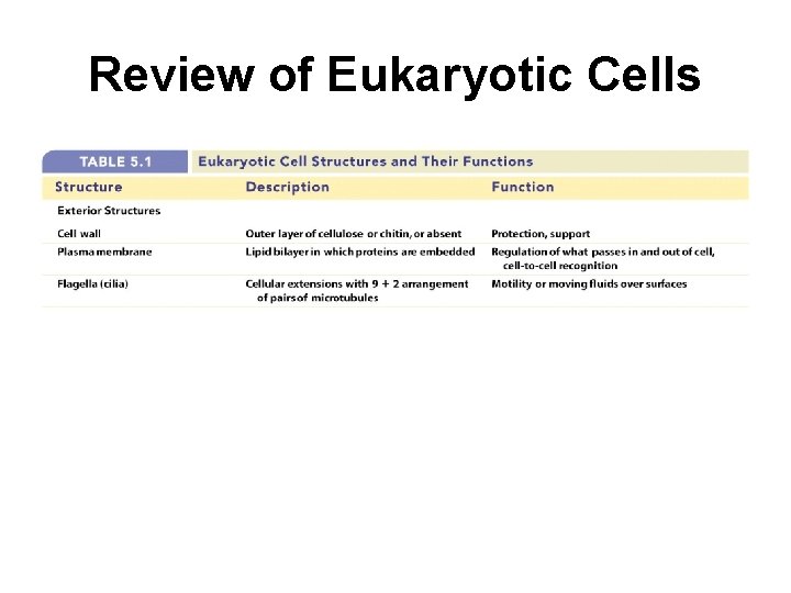 Review of Eukaryotic Cells 