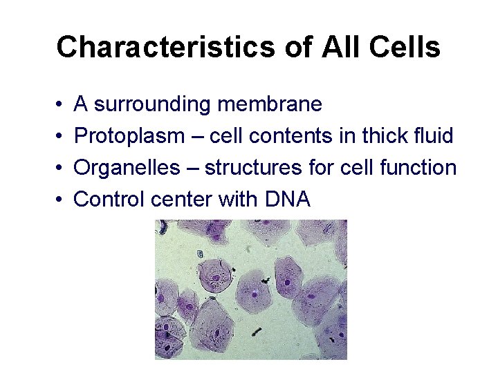 Characteristics of All Cells • • A surrounding membrane Protoplasm – cell contents in