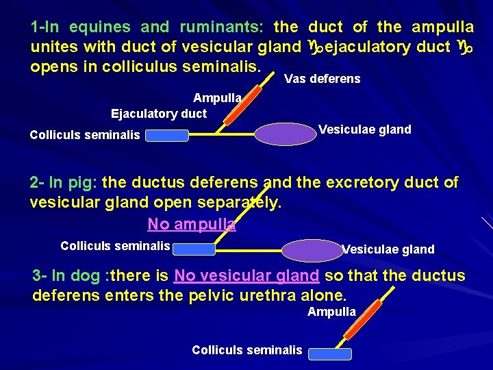 1 -In equines and ruminants: the duct of the ampulla unites with duct of