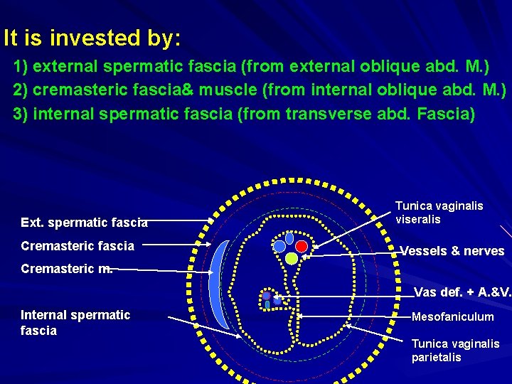 It is invested by: 1) external spermatic fascia (from external oblique abd. M. )