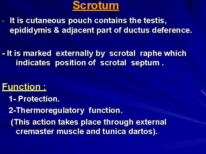 Scrotum - It is cutaneous pouch contains the testis, epididymis & adjacent part of