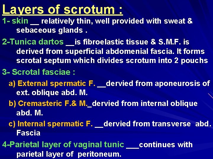 Layers of scrotum : 1 - skin __ relatively thin, well provided with sweat