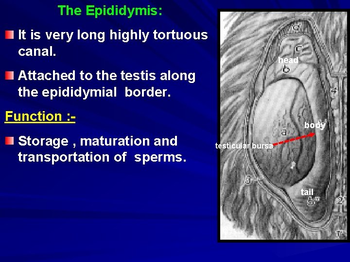 The Epididymis: It is very long highly tortuous canal. head Attached to the testis