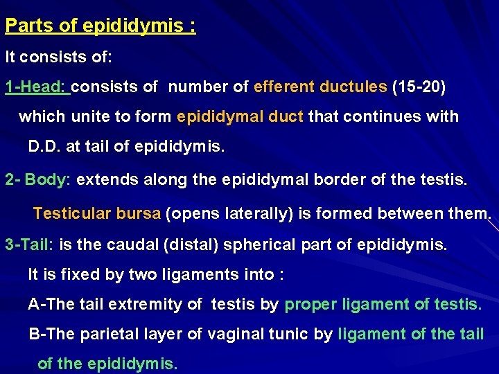 Parts of epididymis : It consists of: 1 -Head: consists of number of efferent