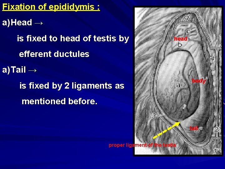 Fixation of epididymis : a) Head → is fixed to head of testis by