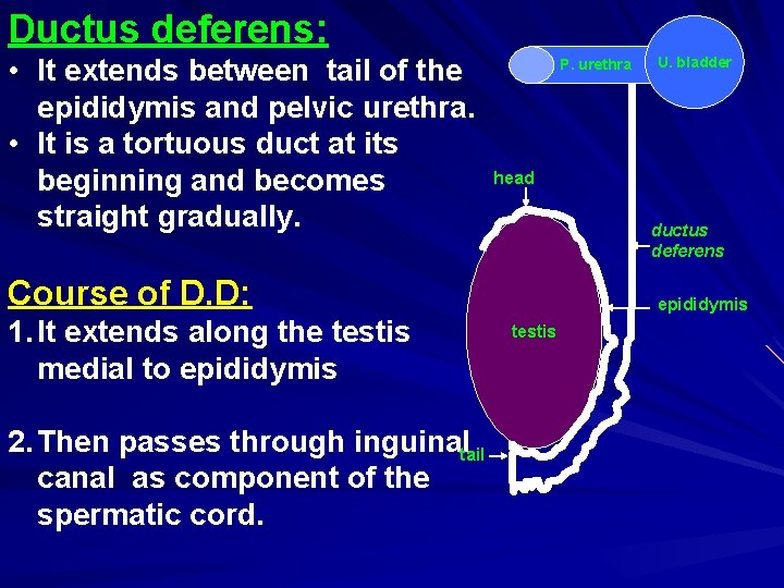 Ductus deferens: • It extends between tail of the epididymis and pelvic urethra. •