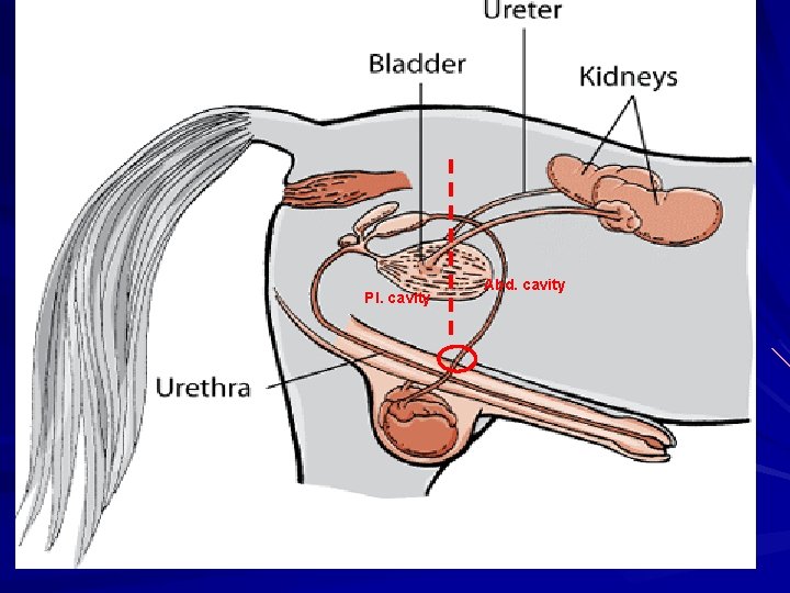 Pl. cavity Abd. cavity 