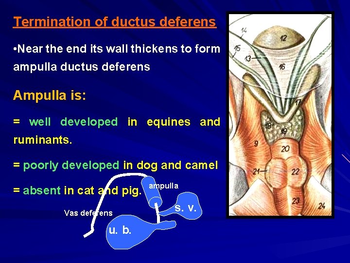 Termination of ductus deferens • Near the end its wall thickens to form ampulla