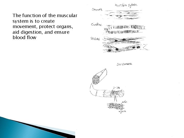 The function of the muscular system is to create movement, protect organs, aid digestion,