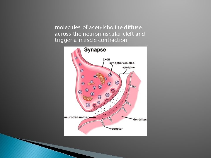 molecules of acetylcholine diffuse across the neuromuscular cleft and trigger a muscle contraction. 