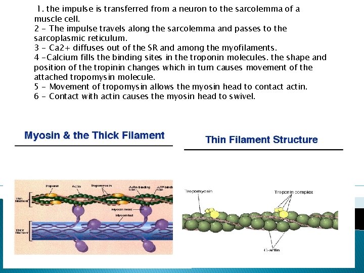 1. the impulse is transferred from a neuron to the sarcolemma of a muscle